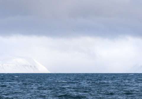 Oversea & Underwater: Icelandic Artists & the Natural World