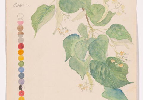 HILMA AF KLINT'S BOTANICAL WORLD