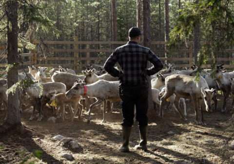 BETWEEN LICHEN AND HEAVEN